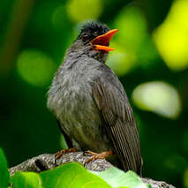 Bulbul de Madagascar