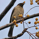 Bulbul des jardins