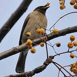 Bulbul des jardins