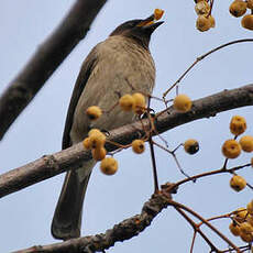 Bulbul des jardins