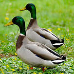 Canard colvert