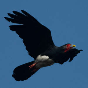 Caracara à gorge rouge