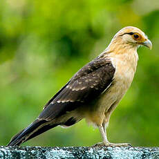 Caracara à tête jaune