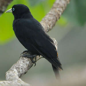 Photos of Scarlet-rumped Cacique (Cacicus microrhynchus)