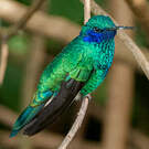 Colibri anaïs