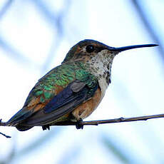 Colibri calliope