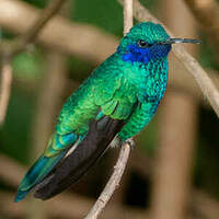 Colibri d'Anaïs