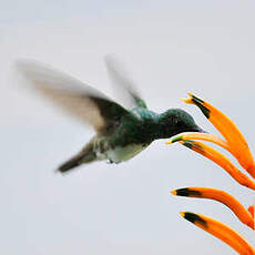 Colibri de Buffon