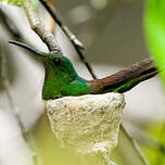 Colibri topaze