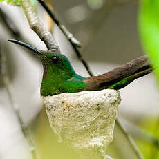 Colibri topaze