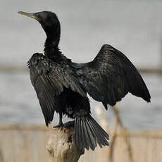 Cormoran à cou brun