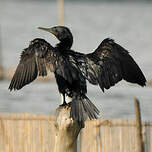 Cormoran à cou brun