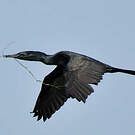 Cormoran à cou brun