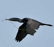 Cormoran à cou brun