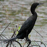 Cormoran de Vieillot