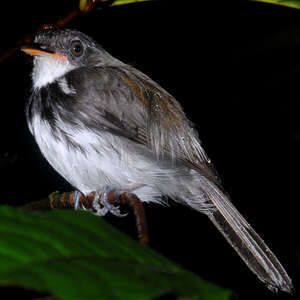 Corythopis à collier