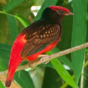 Cotinga ouette