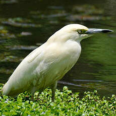 Crabier blanc