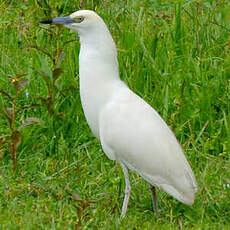 Crabier blanc