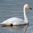 Cygne chanteur