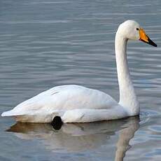 Cygne chanteur