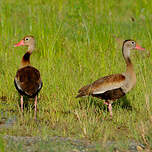 Dendrocygne à ventre noir