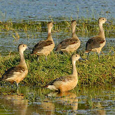 Dendrocygne siffleur