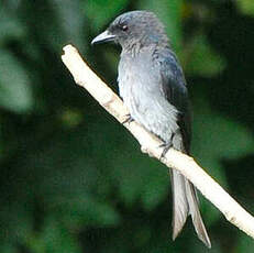 Drongo à ventre blanc