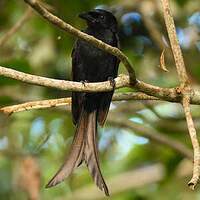 Drongo de Mayotte