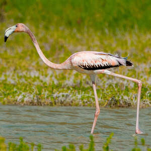 Flamant des Caraïbes