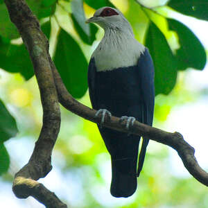 Founingo des Comores