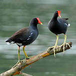 Gallinule d'Amérique