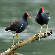 Gallinule d'Amérique