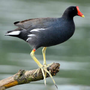 Gallinule d'Amérique