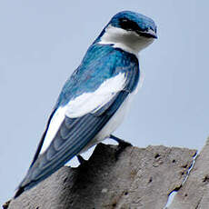 Hirondelle à ailes blanches