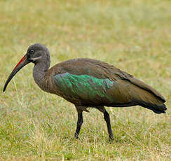 Ibis hagedash