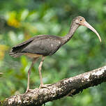 Ibis rouge