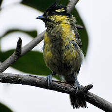 Mésange à joues jaunes