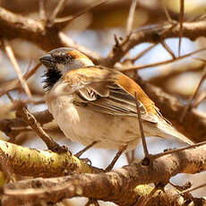 Moineau roux