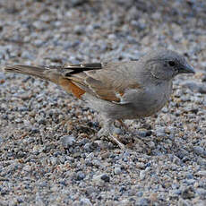 Moineau swahili