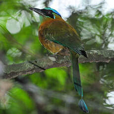 Motmot caraïbe