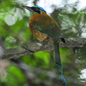 Motmot caraïbe