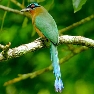 Motmot de Trinidad