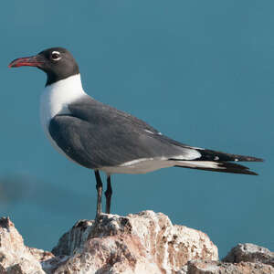 Mouette atricille