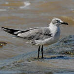 Mouette atricille