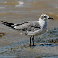 Mouette atricille