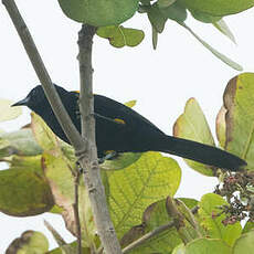 Oriole à galons