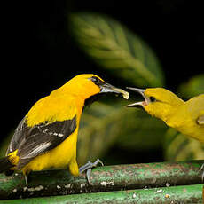 Oriole jaune