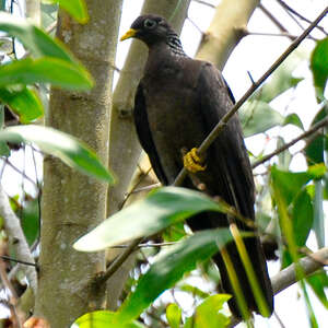 Pigeon des Comores