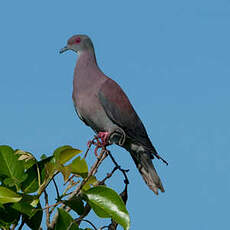 Pigeon rousset